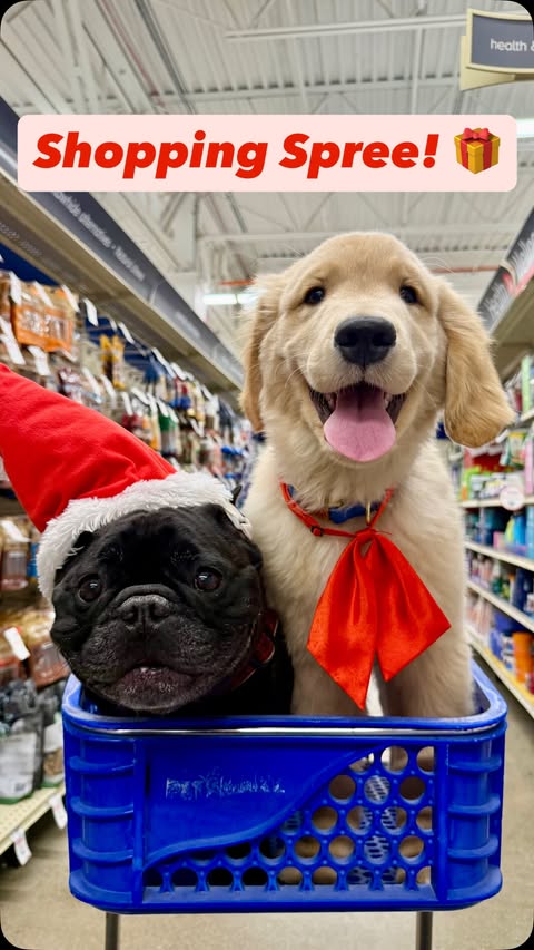 Instagram post by @oatiemeal for Vetnique. Caption reads: Get ur clause on @vetnique’s stocking stuffers at....