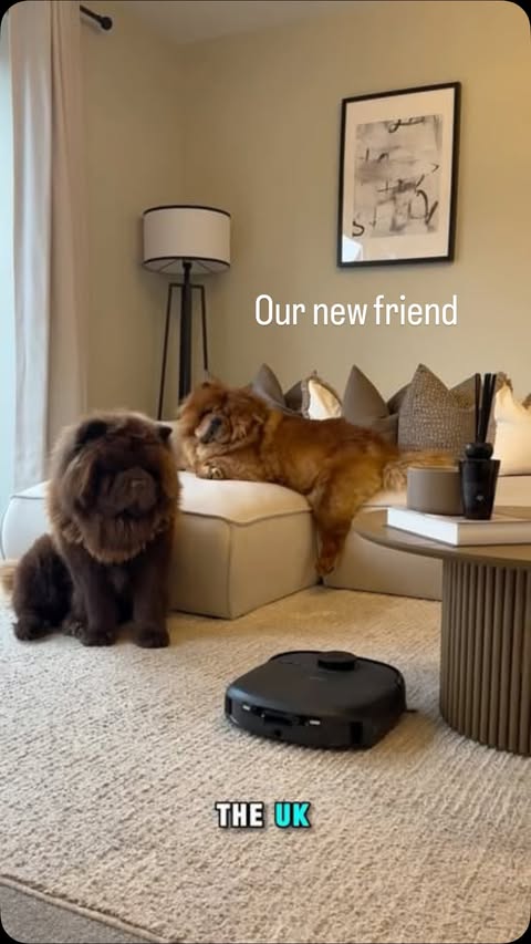 Instagram post by @chowchow_winnie_bertie for Eufy. Caption reads: [...] home so tidy with 2 Chow Chows? It’s the....
