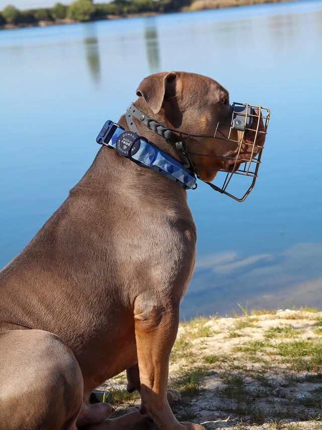 Instagram post by @justgunnerstunner for Pawsome Paws Boutique. Caption reads: [...] The Adventure collar from....