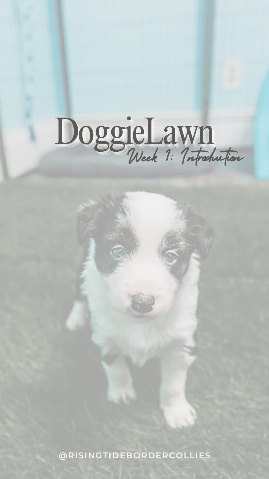 Instagram post by @talesofarya for Doggielawn. Caption reads: [...] from the get-go? [ad]

That is where....