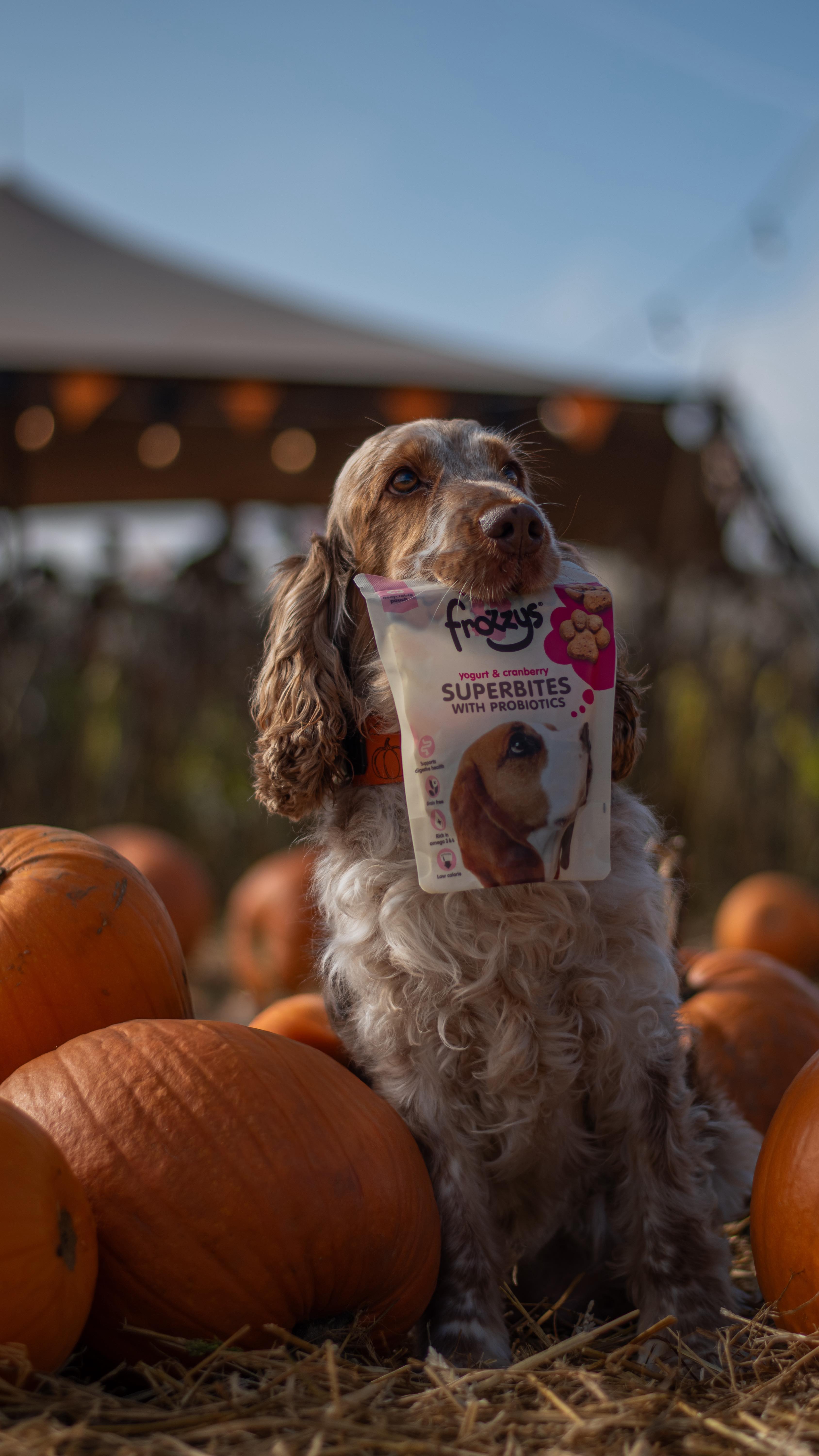 Instagram post by @rawfedtribe for Frozzys. Caption reads: [...] 

here’s Paislies halloween treat....