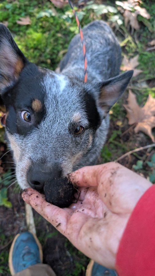Instagram post by @riften_the_acd for Open Farm Pet. Caption reads: [...] with code RIFTEN! link in biooo ❤️❤️....