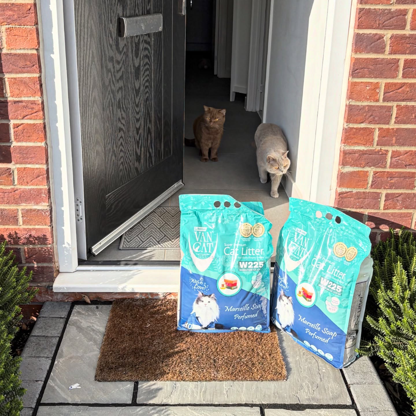 Instagram post by @isabella_and_zachary for VanCatUK. Caption reads: Why should the hoomans waste time wrestling with....