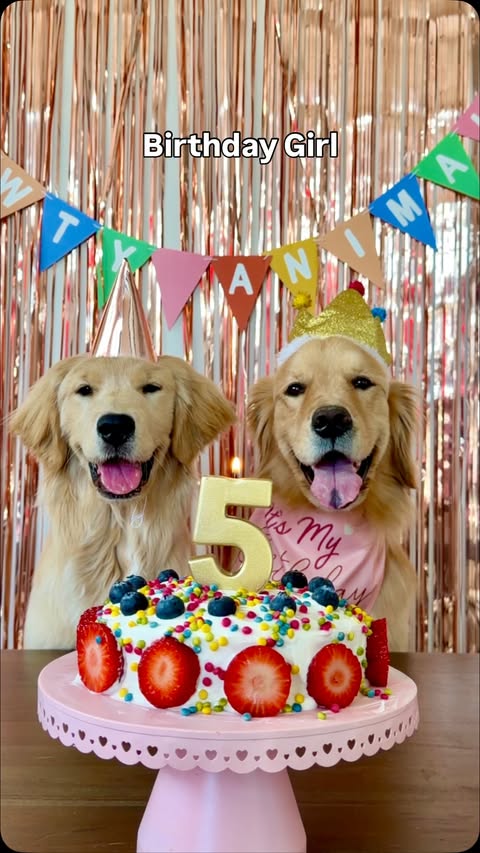 Instagram post by @pearl.the.golden.girl for Chewy. Caption reads: How do you make their birthday feel as special as....