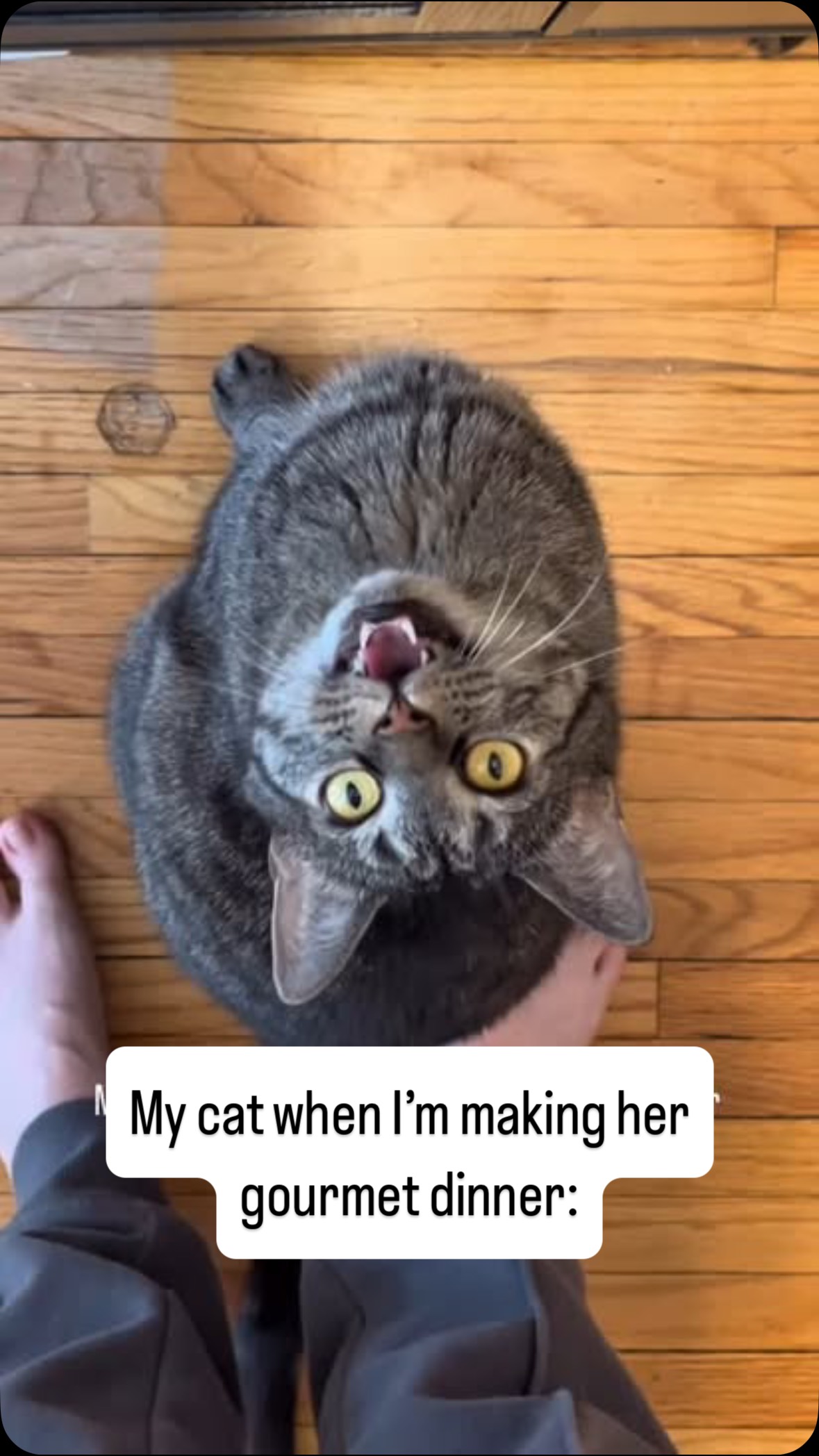 Instagram post by @meowfecta for RAWZ Natural Pet Food. Caption reads: My cat Cleo is a hangry girl…
@sabrinacarpenter....