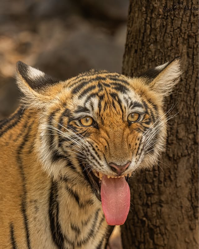 Instagram post by @yogesh_bhatia_wildlife for discovery+. Caption reads: [...] #wildlifeperfection #natgeowild....