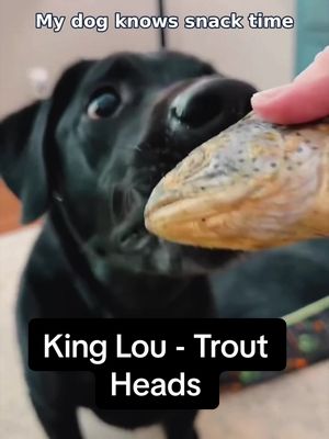TikTok post by @finleytalksaboutit for King Lou. Caption reads: [...] treat that got my dog's attention 🐟 King....
