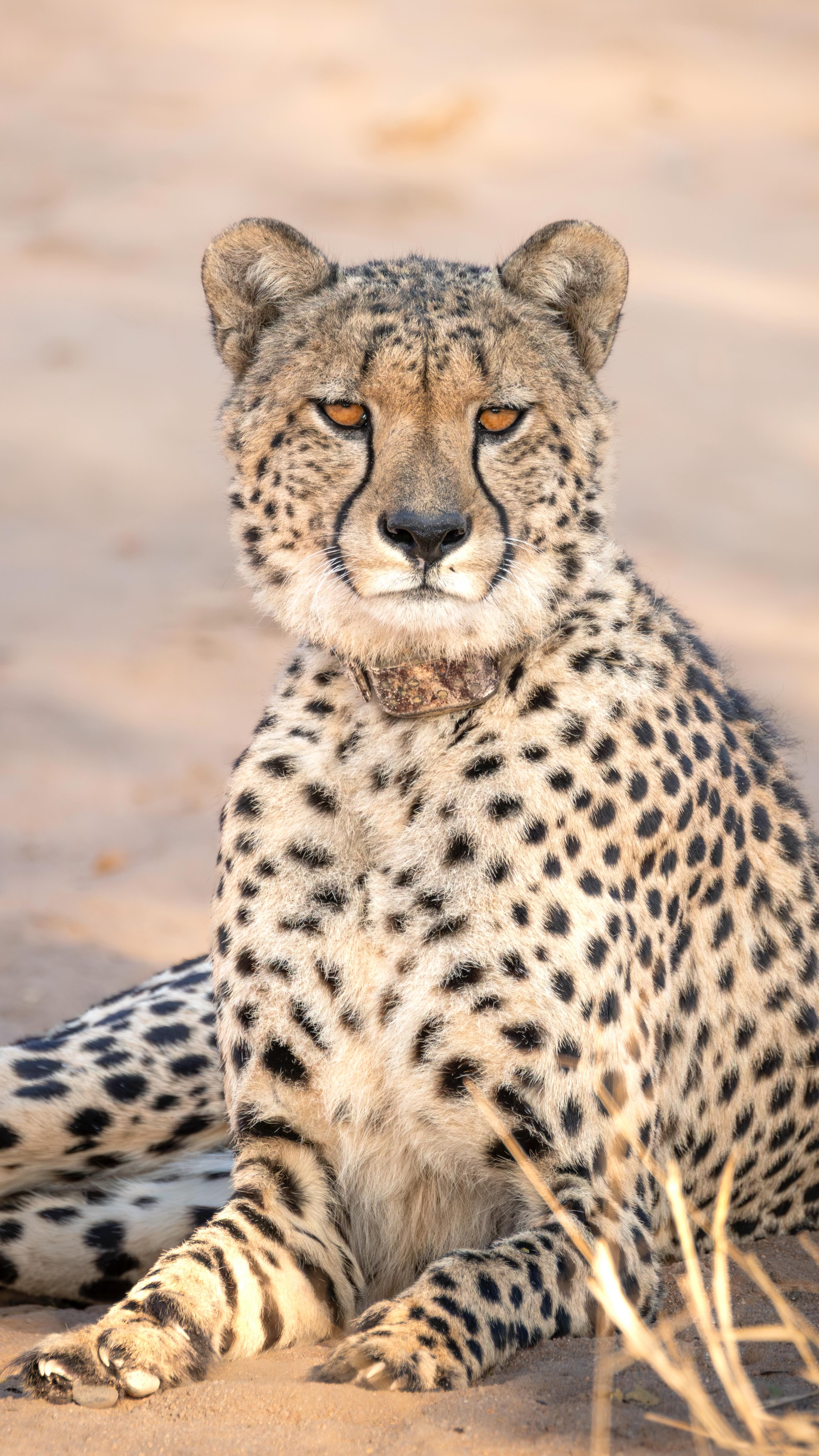 Instagram post by @kaylaz.wildlife for Fahlo. Caption reads: Cheetahs are one of the most iconic animals, but....