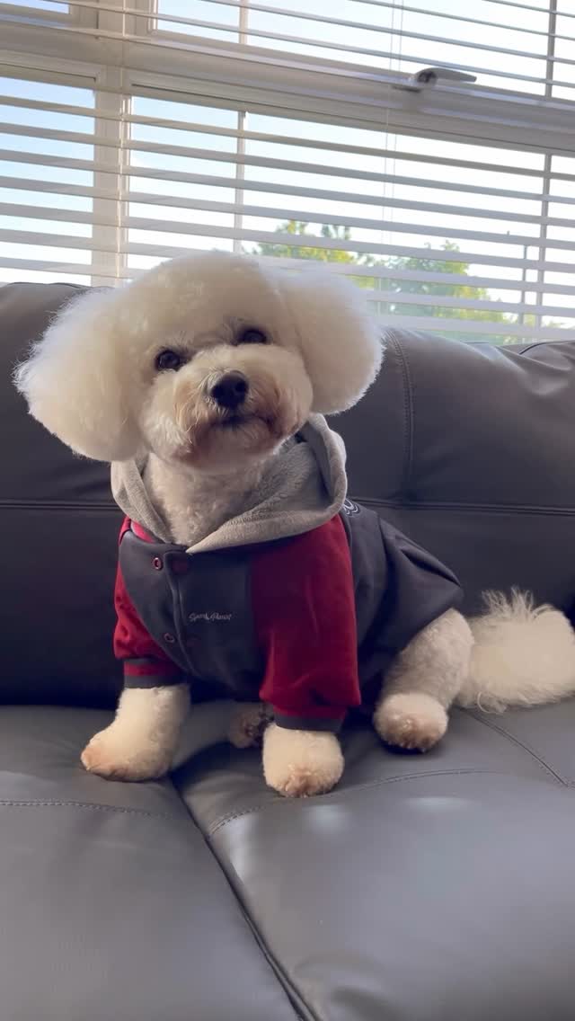 Instagram post by @loki_the_maltichon for Spark Paws. Caption reads: [...] new Dog Varsity Jacket @sparkpawsofficial in....
