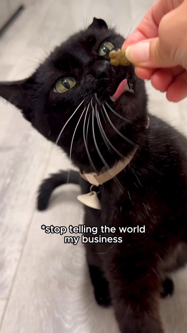 Instagram post by @one_eared_uno for Petlibro. Caption reads: Thanks to the @petlibro’s One RFID Smart Feeder....