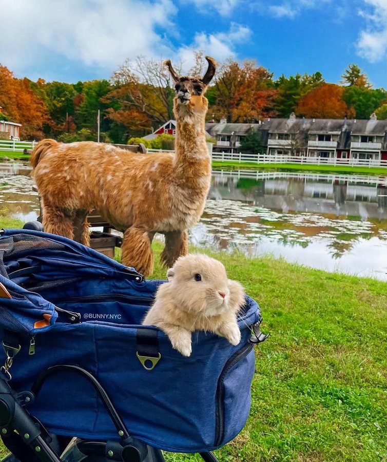 Instagram post by @miffymikka for Secret NYC. Caption reads: Hi everybunny! Do you miss us? We went on a short....