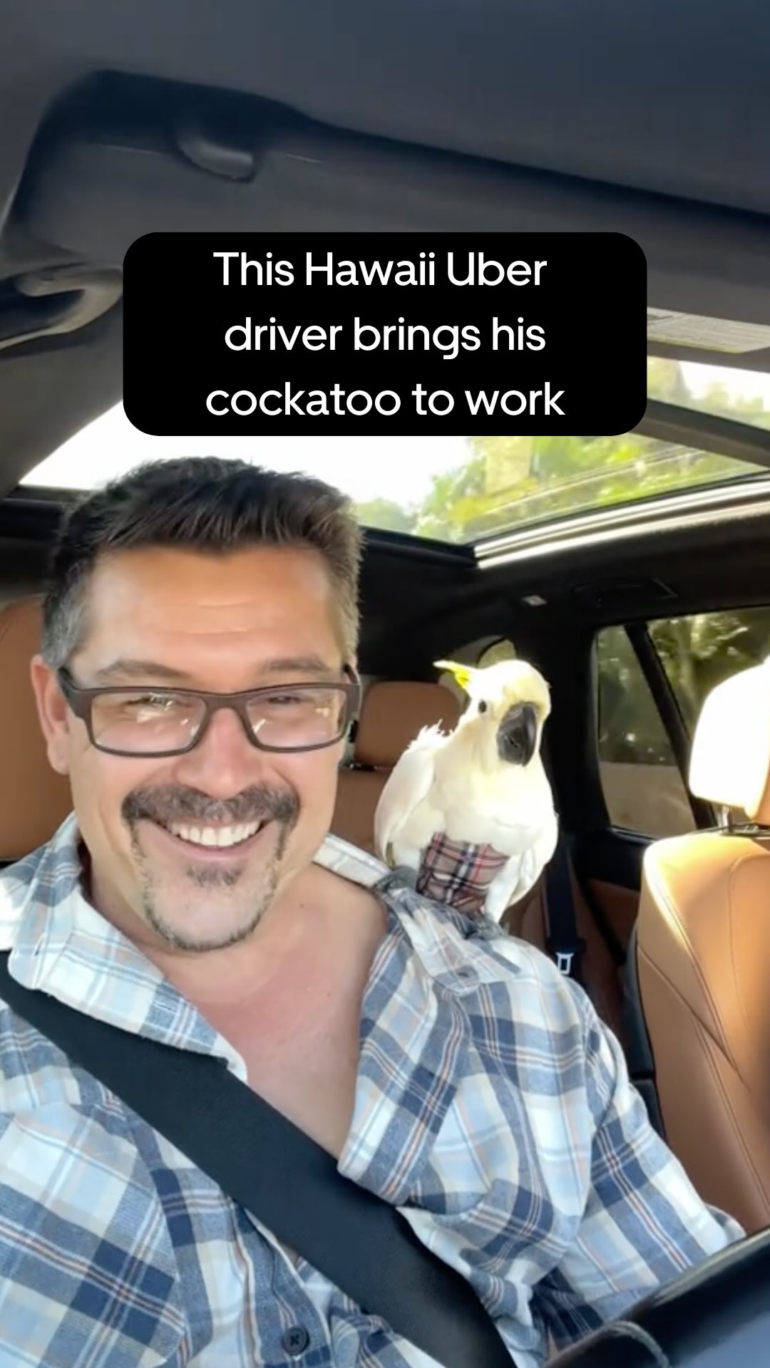 Instagram post by @kokomauihawaii for Uber. Caption reads: We’re cuckoo for Koko the cockatoo 🕊️🌺.