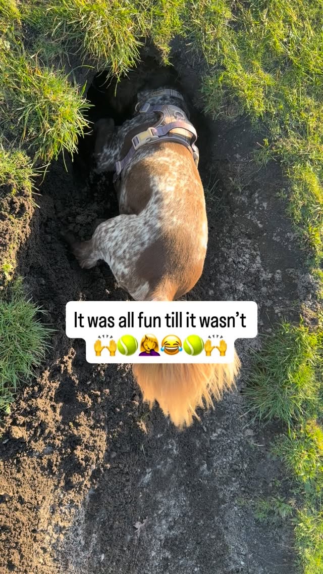 Instagram post by @obi1_the_jedi__sprocker_pup for Cocopup London. Caption reads: Anybody else a right idiot when it comes to making....