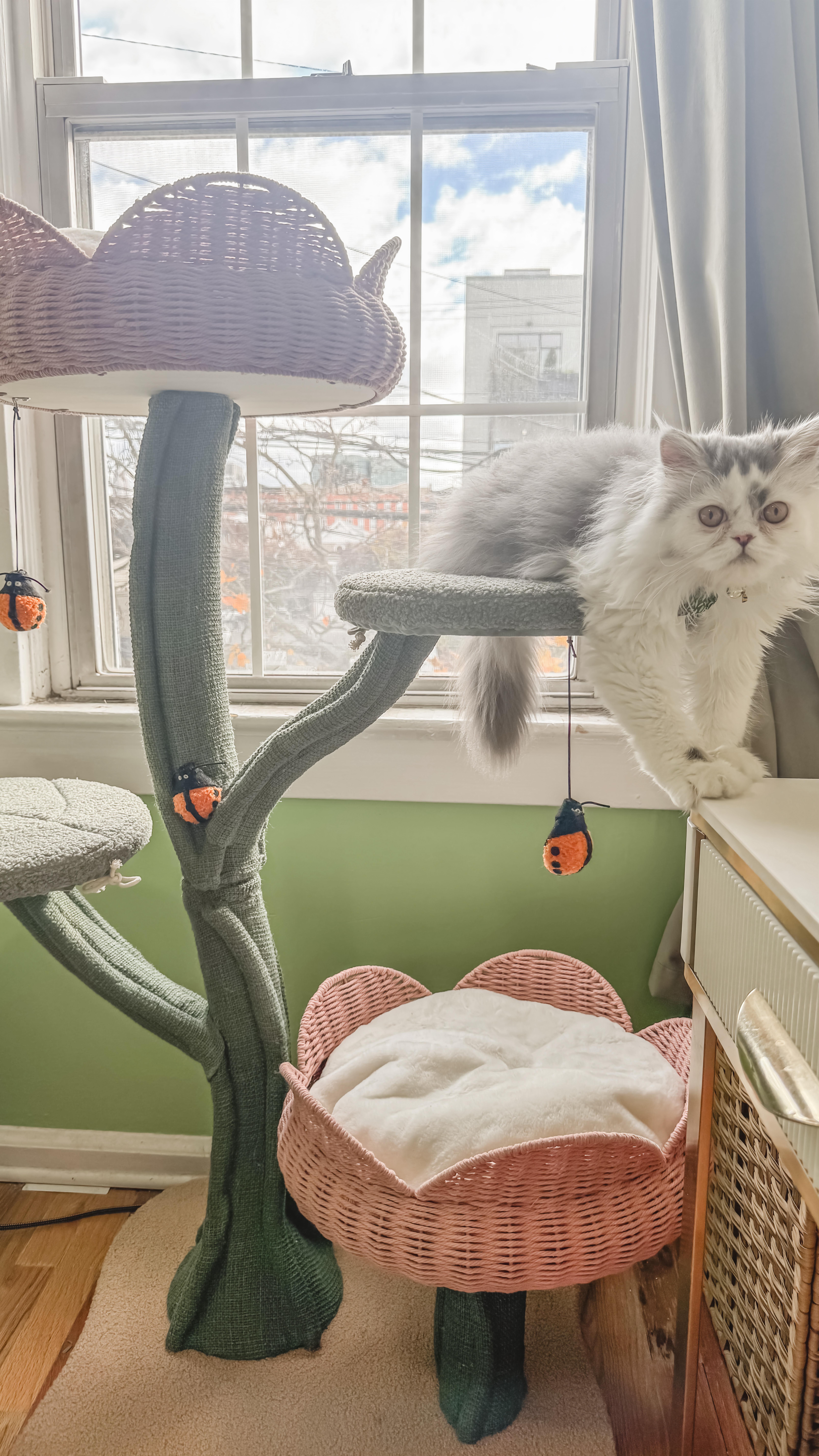 Instagram post by @kayleens_coffee for Happy & Polly. Caption reads: Frodo tries the Pink Tulip Cat Tree from....