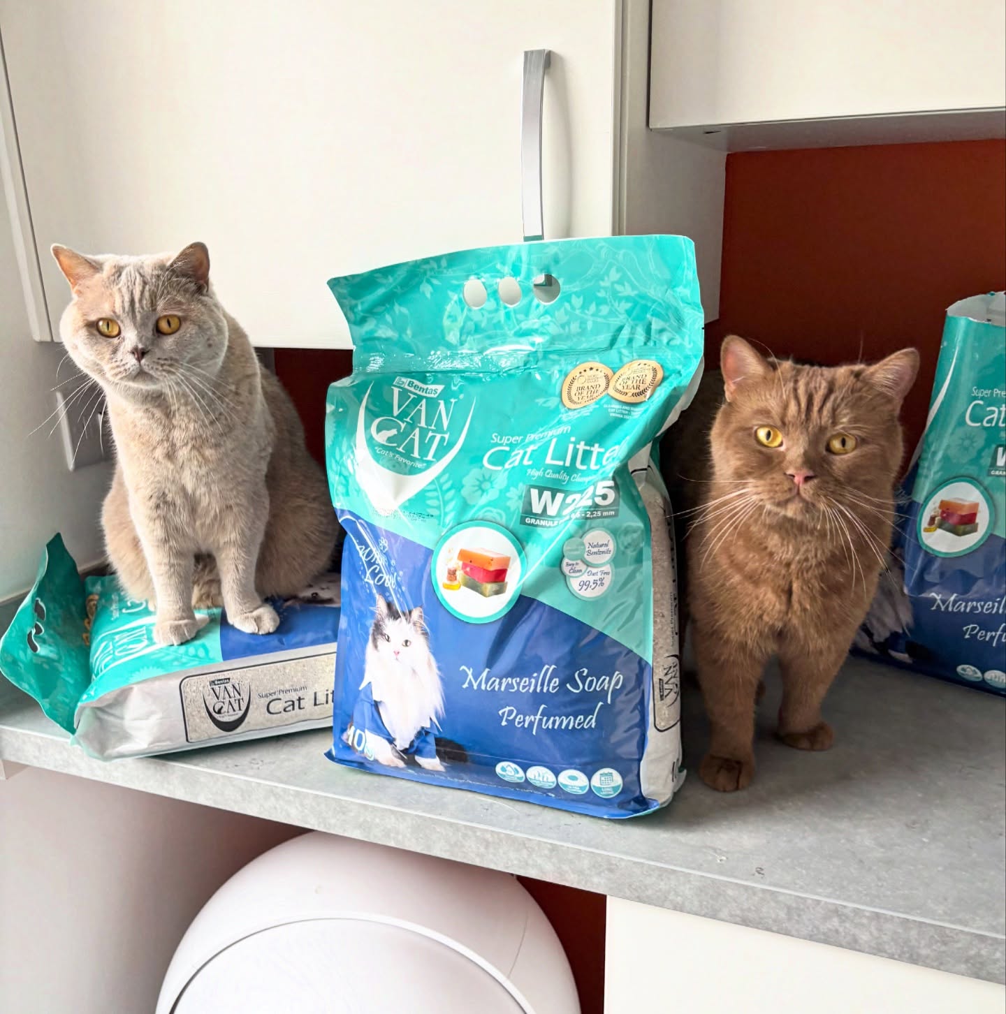 Instagram post by @isabella_and_zachary for VanCatUK. Caption reads: Just hanging out on top of the ‘purr-fect’ litter....