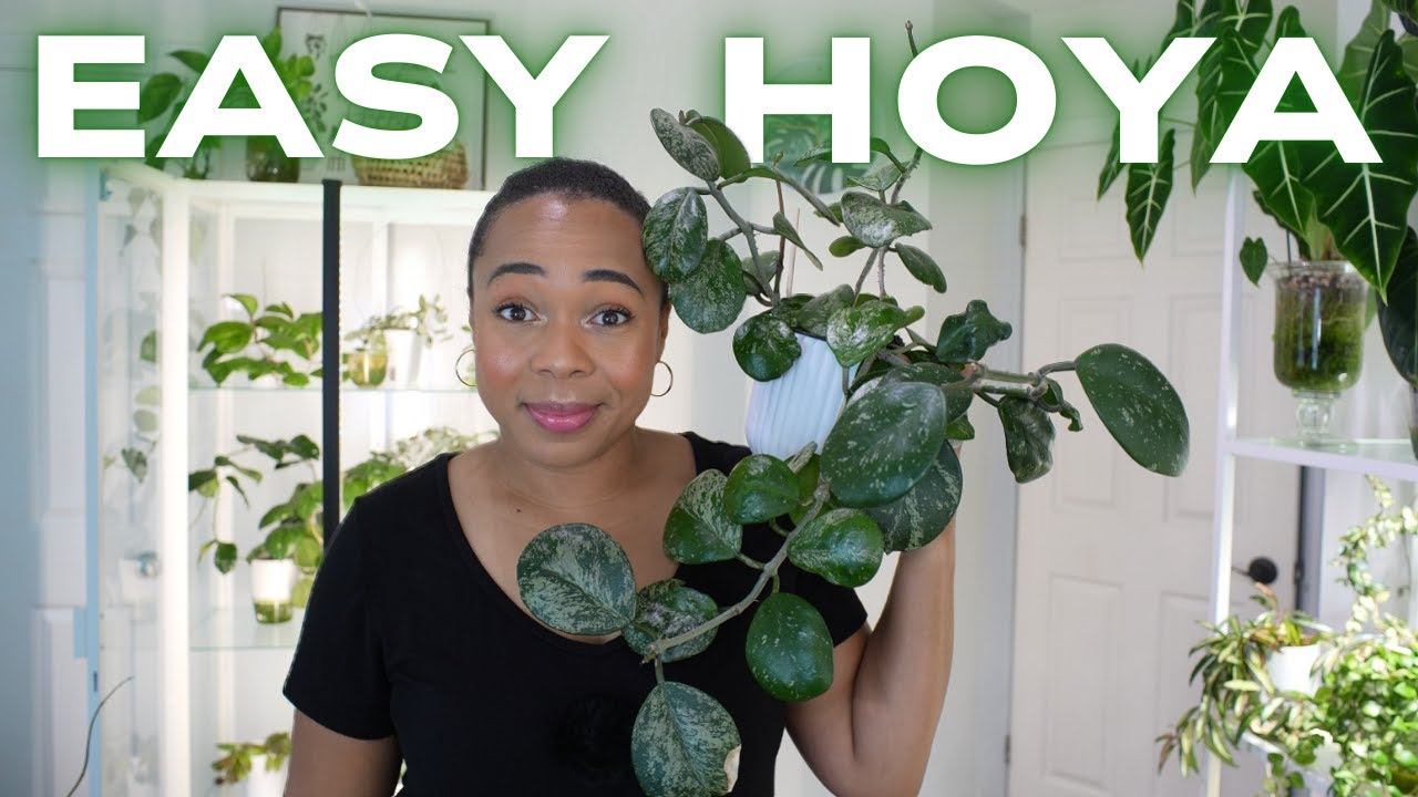 YouTube post by @luciansteph for Barrina. Caption reads: STOP Struggling with Hoyas — These 5 Are....