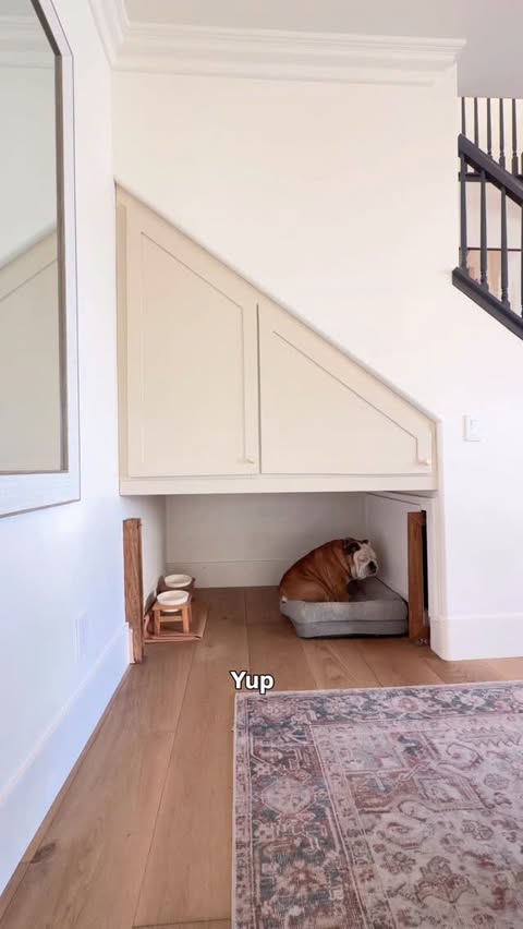 Instagram post by @caitlin.teal for Chewy. Caption reads: [...] out of dog food > running errands. @chewy....