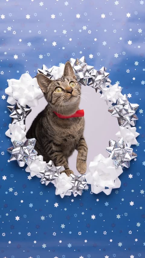 Instagram post by @humanesocietytampa for NaturVet. Caption reads: [...] His Second Shot was sponsored by @naturvet.....