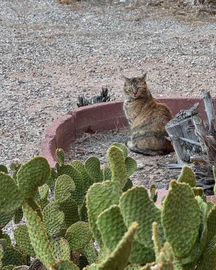 Instagram post by @poetssquarecats for Crown Publishing. Caption reads: It’s finally here: POETS SQUARE is out today in....