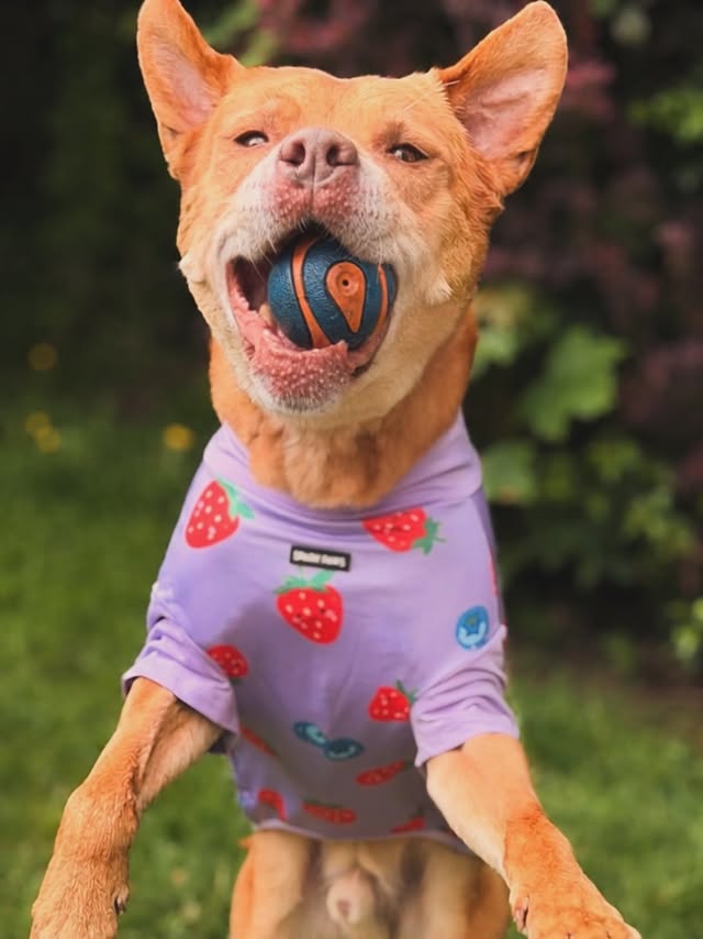 Instagram post by @adventuringmarley for Spark Paws. Caption reads: Jumping for joy in my new @sparkpawsofficial....