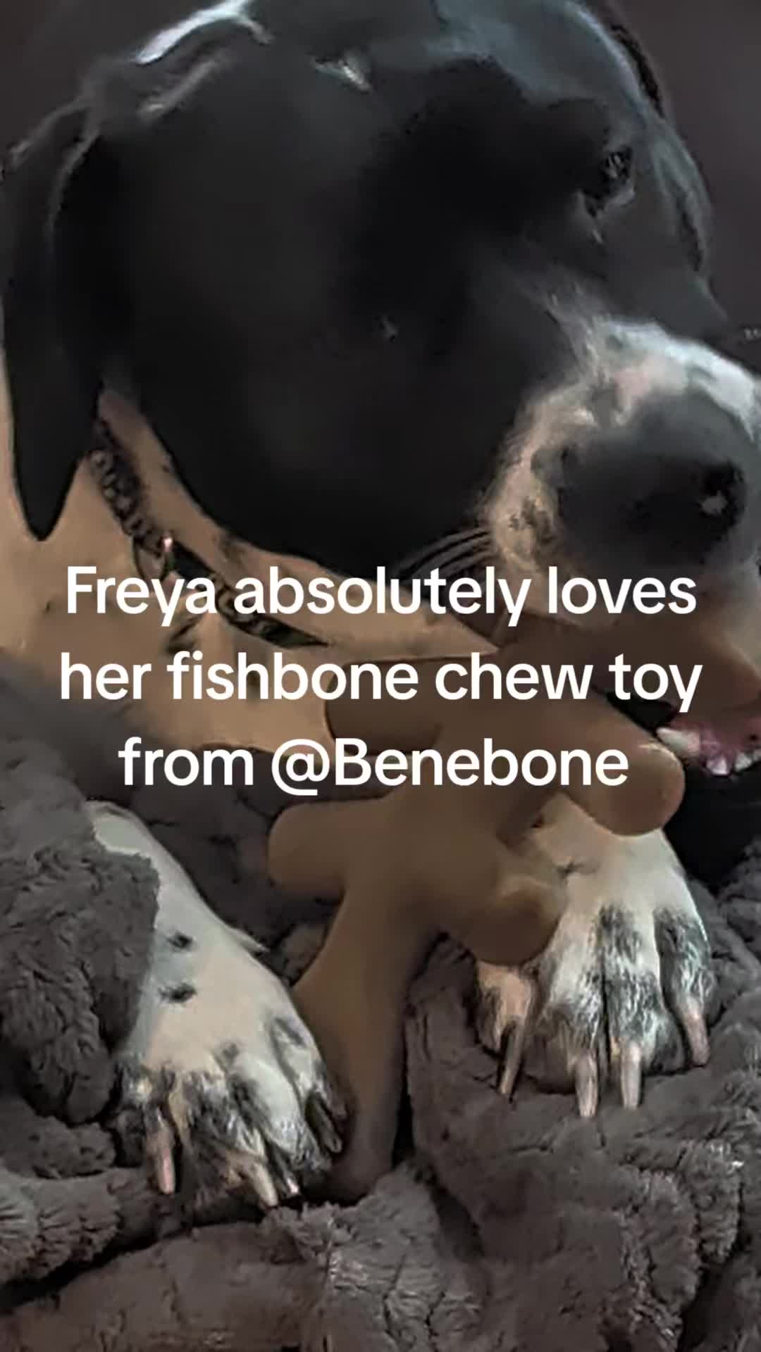 TikTok post by @freyaandhermom for Benebone. Caption reads: Another @Benebone favorite for Freya!.