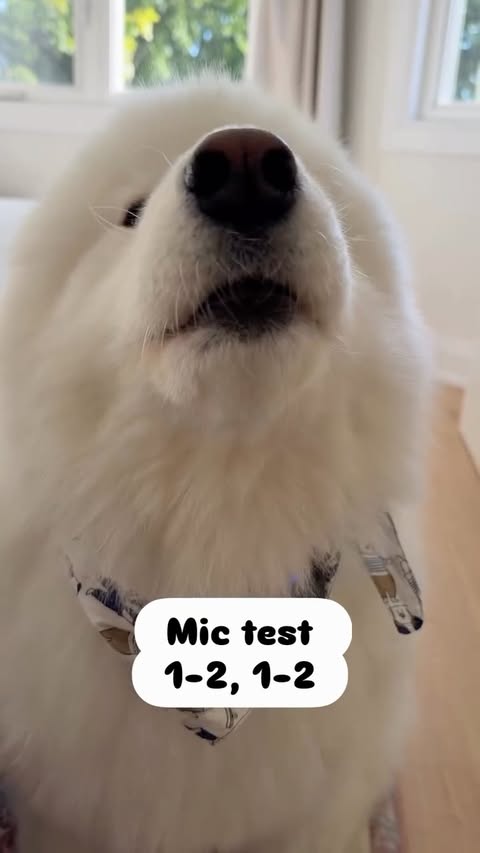 Instagram post by @sodabearsamoyed for Hollyland. Caption reads: [...] level 🎙️🐻‍❄️ Soda and I took the....