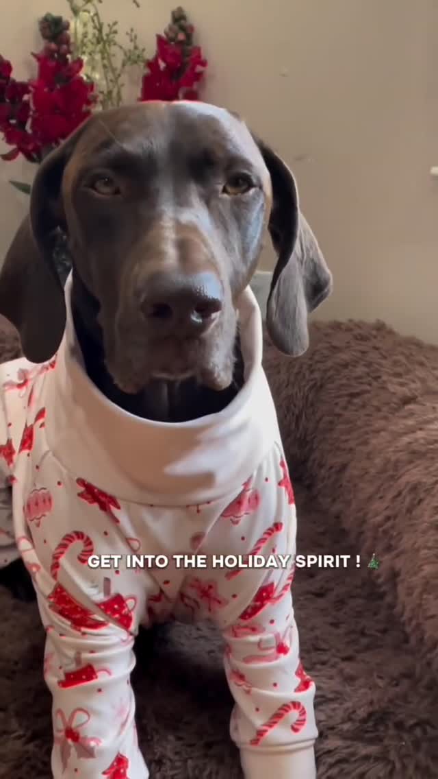 Instagram post by @rocky12gsp for Spark Paws. Caption reads: Our New XMAS designs are live, check them out!....