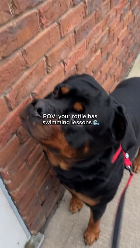 Instagram post by @demiwiththedogs for BullyBillows. Caption reads: [...] jurassic bark 🦖 red collar & lead....