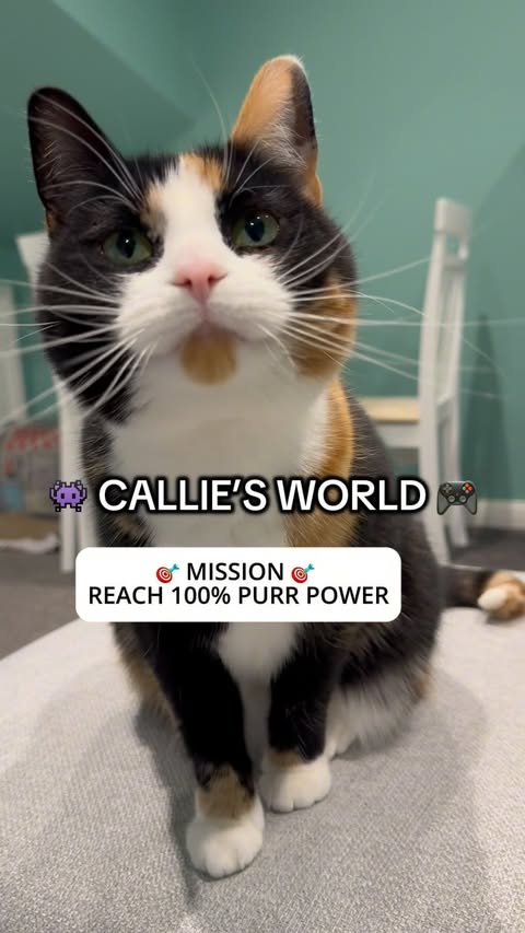 Instagram post by @a.cat.named.callie for Lily's Kitchen. Caption reads: [...] your first order. T&Cs apply. #AD....