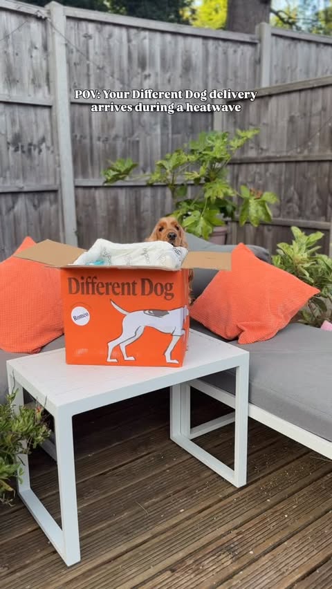 Instagram post by @lets.go.romeo for Different Dog. Caption reads: @differentdog delivering (literally) during the UK....