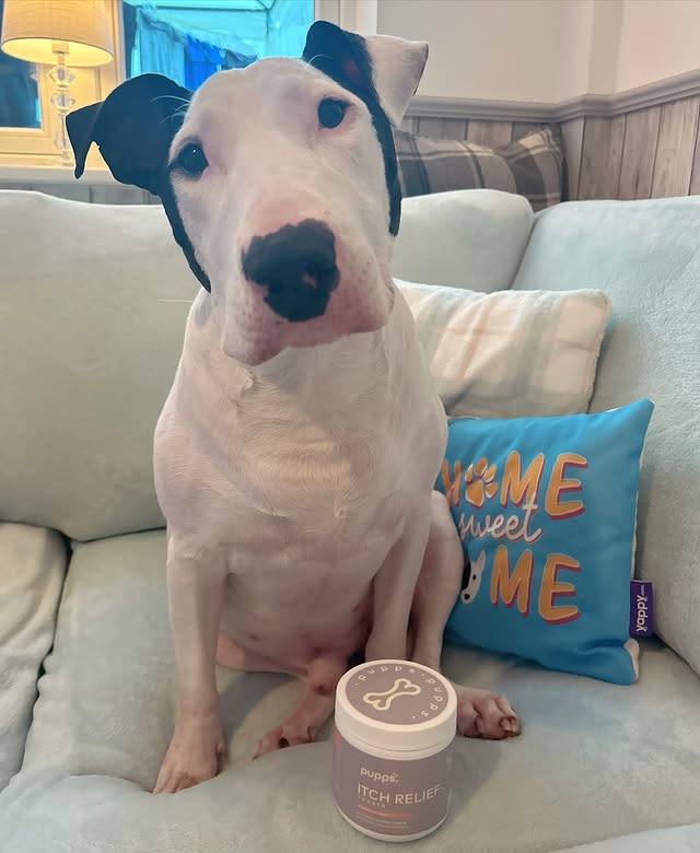 Instagram post by @big.ron_and_gypsy for Pupps. Caption reads: [...] 𝑰 𝒉𝒂𝒗𝒆 𝒃𝒆𝒆𝒏 𝒕𝒓𝒚𝒊𝒏𝒈 𝒐𝒖𝒕....