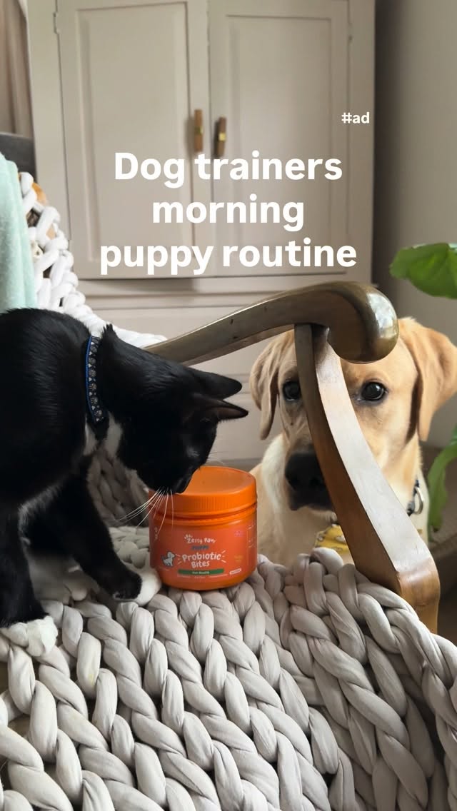 Instagram post by @popcornthelab for Zesty Paws. Caption reads: [...] REALLY tricky! The cool thing about Zesty....