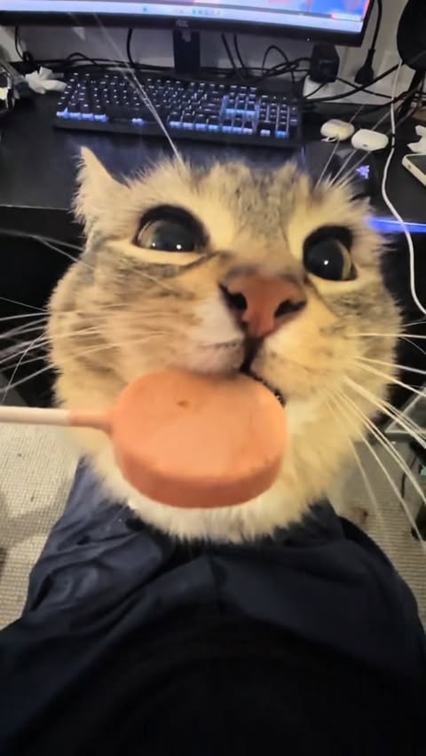 Instagram post by @lunaistabby for NaturVet. Caption reads: As Luna gets older, her diet has changed — more....