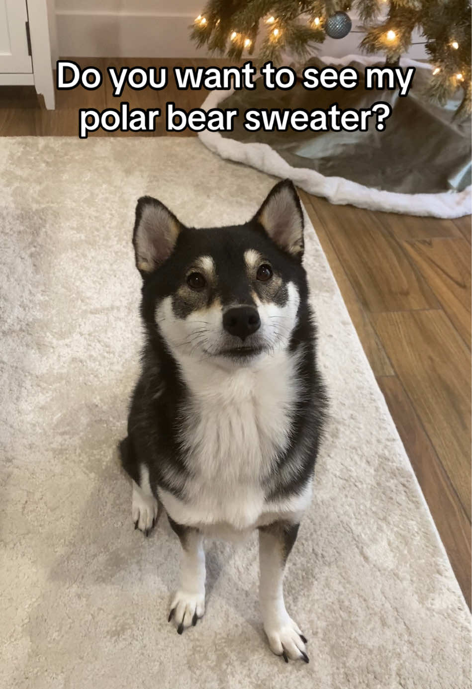 TikTok post by @flockofshibas for Spark Paws. Caption reads: [...] polar bear sweater?! From @SPARK PAWS....