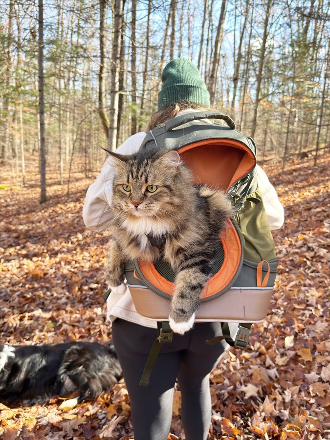 Instagram post by @finntheforestcat for Petsfit. Caption reads: Fluffy cats are built for Octobers!
.
So happy to....