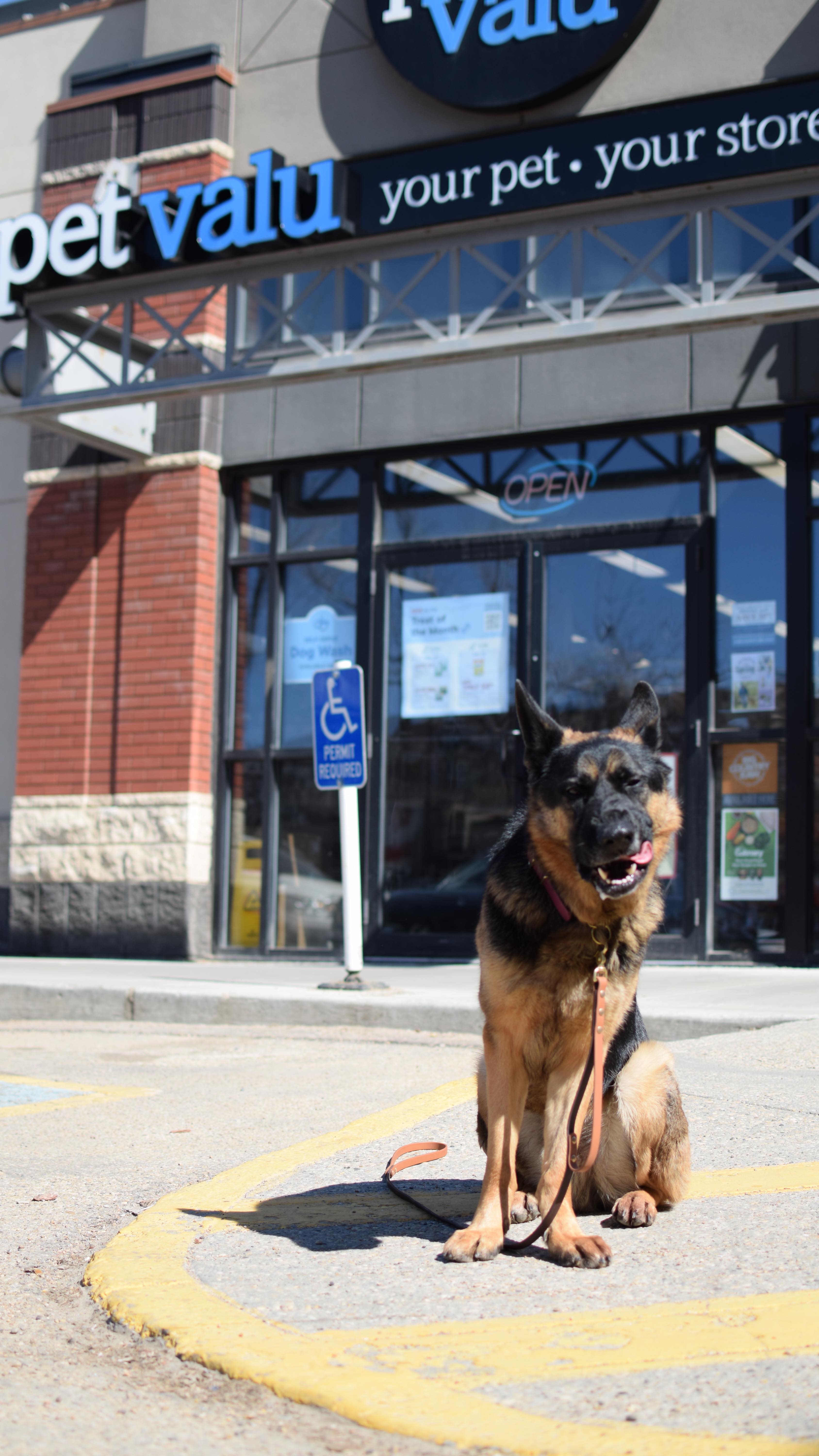 Instagram post by @ournortherntails for Pet Valu. Caption reads: I walked into @PetValu for advice on cat food… and....