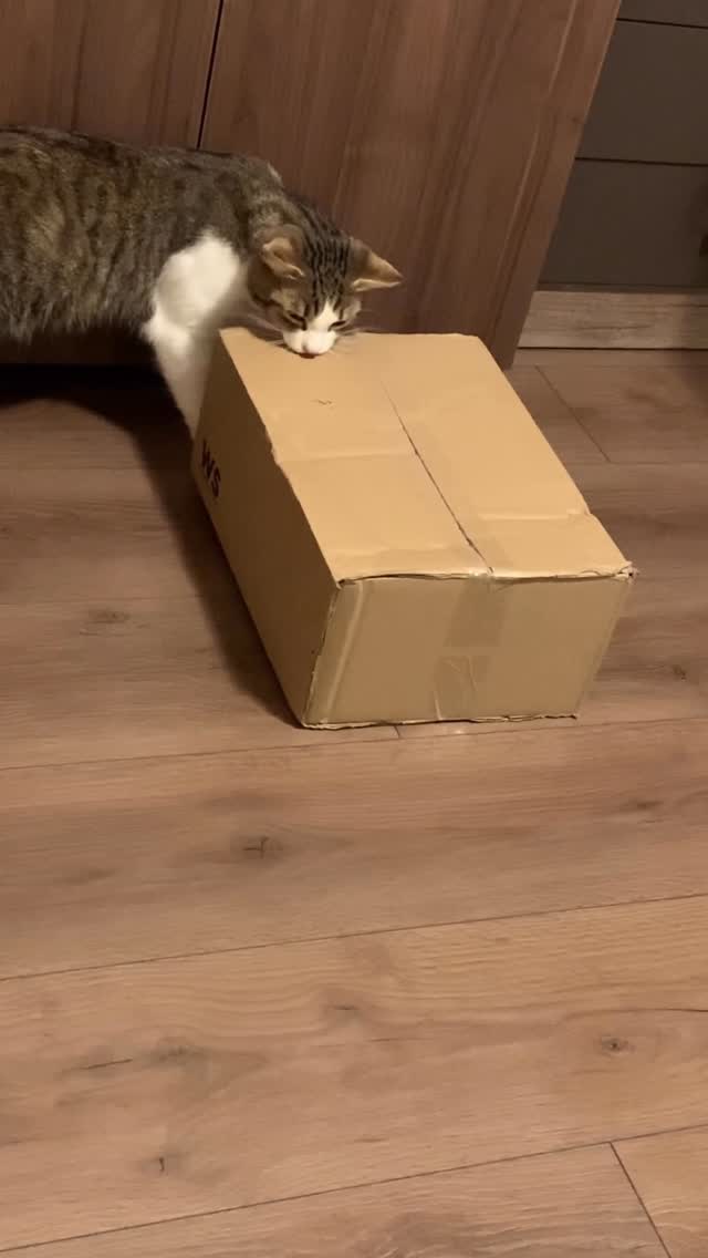 Instagram post by @pianists_mariana.dimcho for Neakasa. Caption reads: When your lovely pet decides to play a prank on....