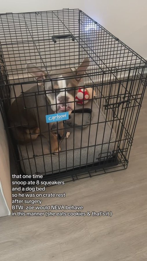 Instagram post by an influencer for Carlson Pet Products. Caption reads: [...] the menace safe is from @carlsonpetproducts....