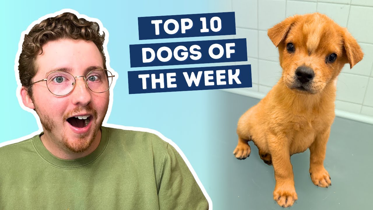 YouTube post by @dog_rates for WeRateDogs. Caption reads: A New Unicorn Puppy Just Dropped.