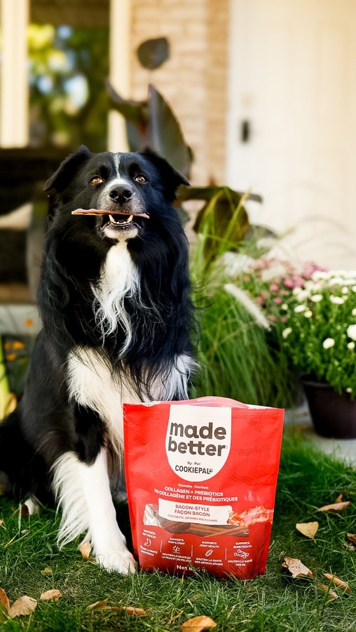 Instagram post by an influencer for COOKIE PAL. Caption reads: [...] in your backyard!). 🐾 #ad @cookiepaltreats....