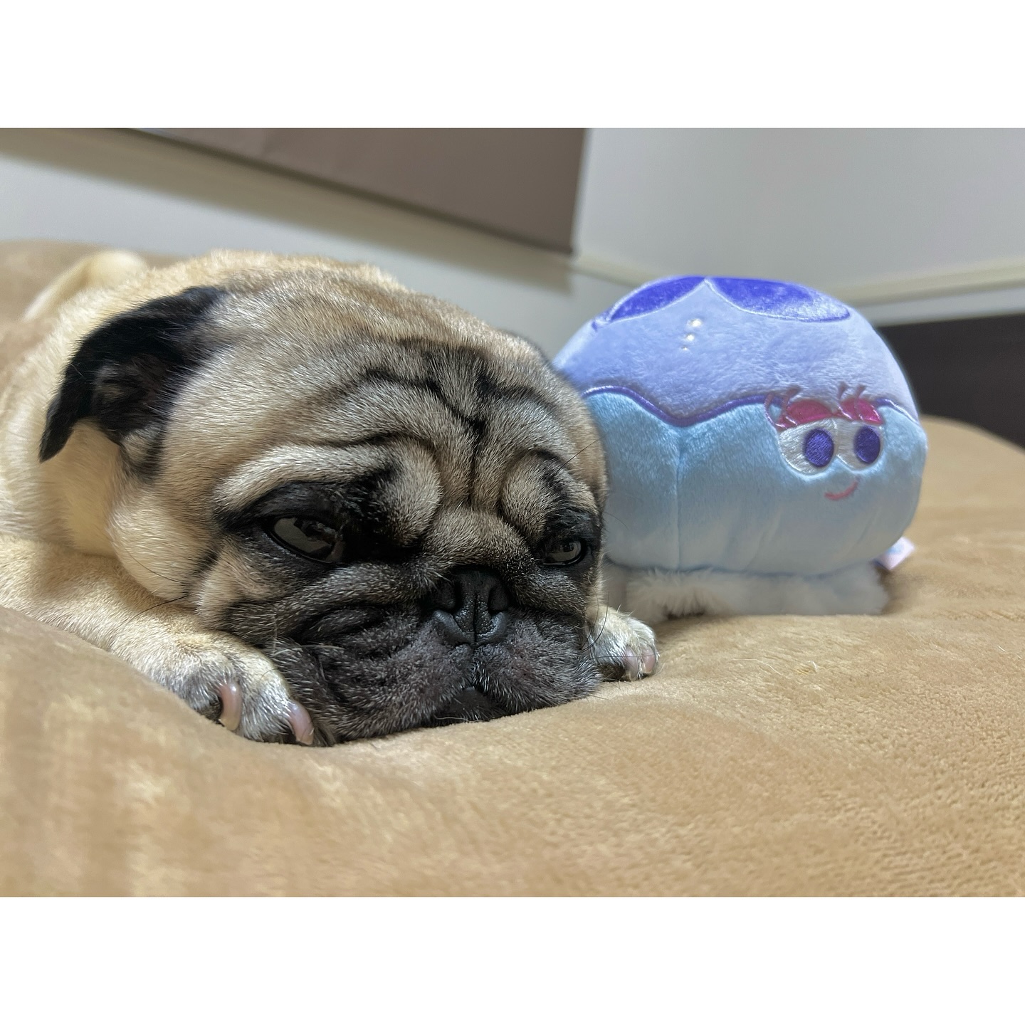 Instagram post by @utino.wanko for Doggy Box. Caption reads: @doggybox_jp....