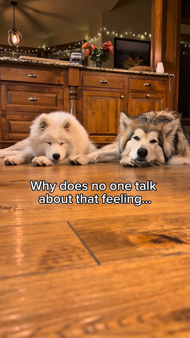 Instagram post by @duke.the.malamute for Darwin's Natural Pet Products. Caption reads: You know that amazing feeling when your dog is....