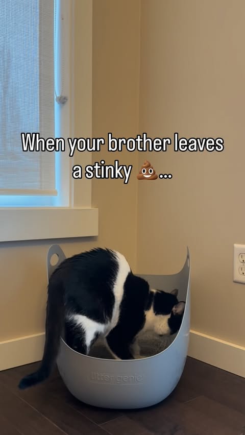 Instagram post by @timandkev for Litter Genie. Caption reads: Litter genie= Anti stink household #ad....