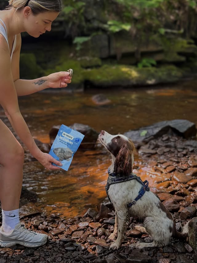 Instagram post by @beckyandthespaniels for More Years. Caption reads: POV your dog knows exactly when the treat bag....