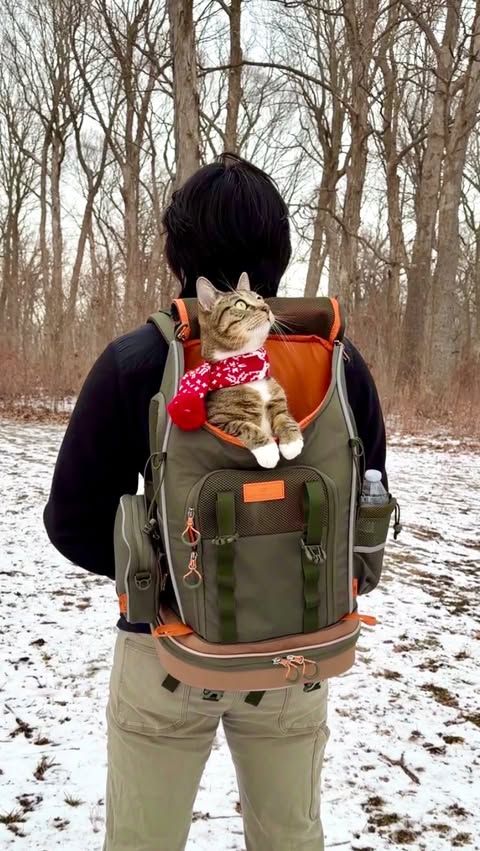 Instagram post by @meeloandmina for Petsfit. Caption reads: [...] was the purrfect snowy adventure!

The....