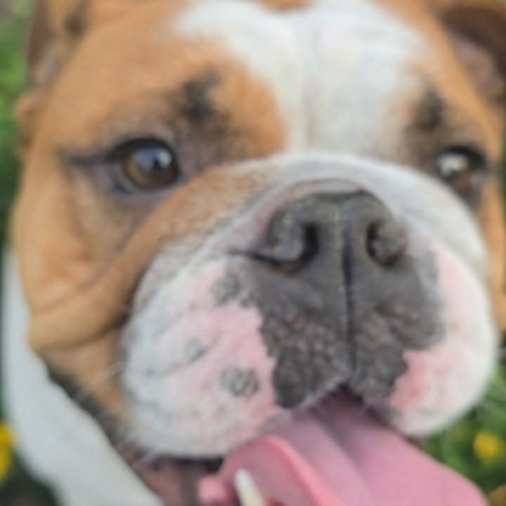 Instagram post by @axel_bodhi_the_bullies for Oma's Pride. Caption reads: [...] fueling your pup with the best. Shop....