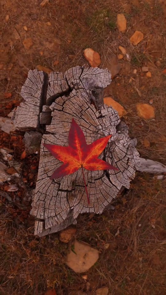 Instagram post by @shot.by_dave for ReelsApp. Caption reads: 📸 Three ways to film yourself while traveling....