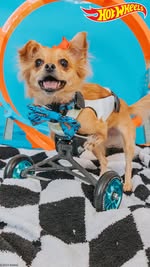 Instagram post by @wheeled_up_pup for Sassy Woof. Caption reads: ⊹ When @wheeled_up_pup showed up at our office....