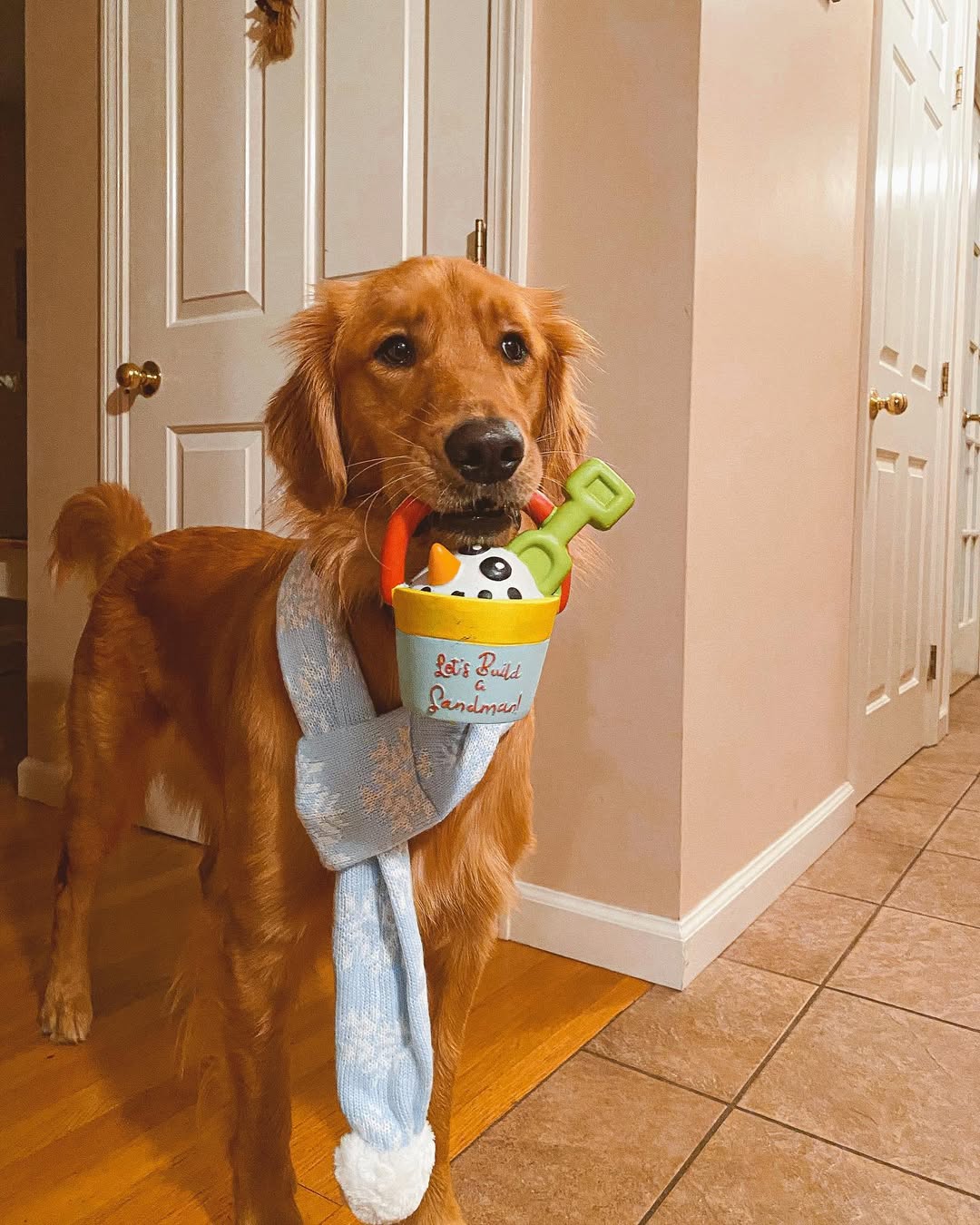 Instagram post by @oakleythegoldenpuppy_ for PupBox. Caption reads: Does this scarf make me look skinny?!

we LOVE our....