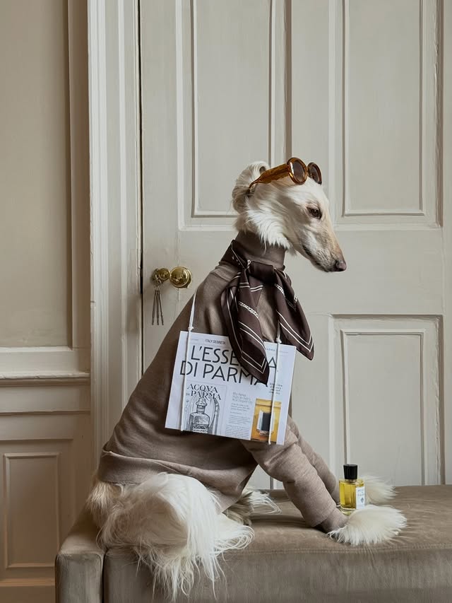 Instagram post by @afghanhoundinthecity for Acqua di Parma. Caption reads: [...] softens, and time politely waits.....